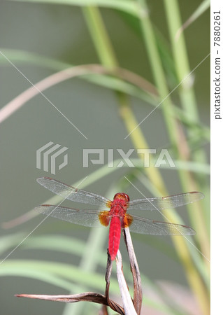 Akatombo Akatombo 7880261