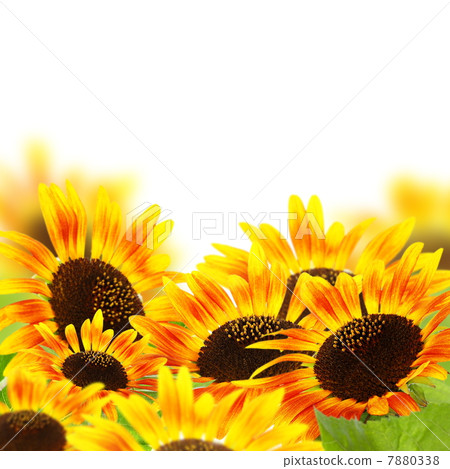 Red sunflowers. 7880338