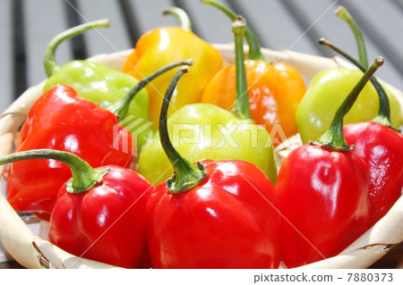 habañero pepper 7880373