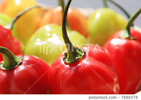 habañero pepper 7880378