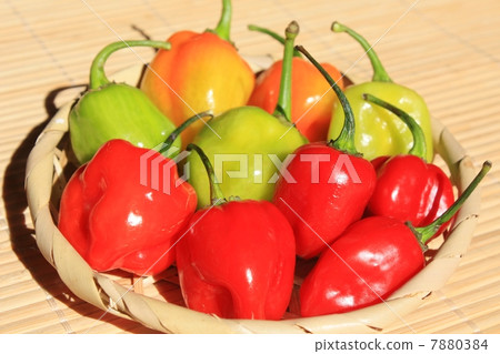 habañero pepper 7880384