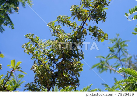 Pilacansa's young fruit Pilacansa's young fruit 7880439