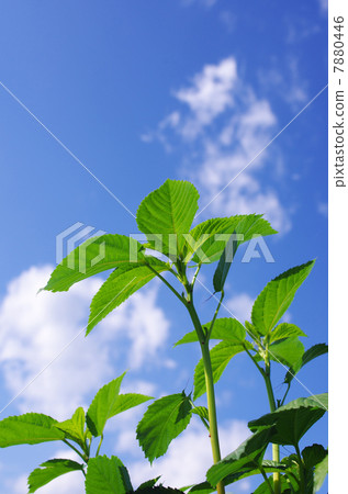 在藍天的Moroheiya 7880446