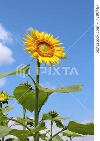 Sunflower flower 7880467
