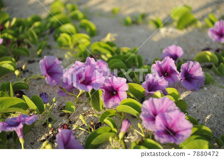 Gumba Hirugao Gumba Hirugao 7880472