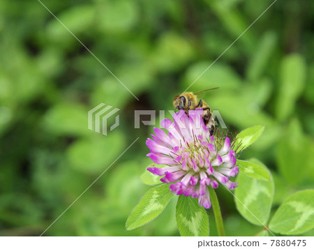 Honey bee 7880475