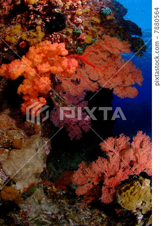 一群軟珊瑚 一群軟珊瑚 7880564