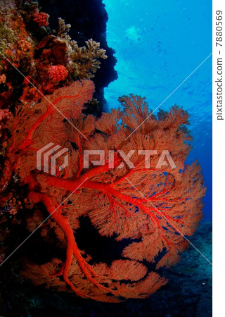 大型Isobana 7880569