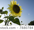 sunflower	 7880784