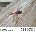 Red dragonfly 7880788
