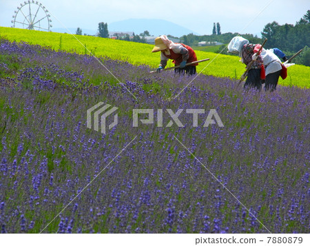 Ferris wheel and lavender field and farmers 7880879