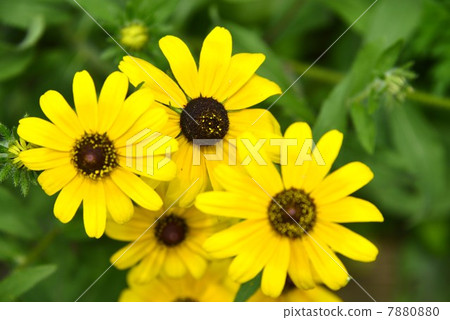 Shiro Tamari Sunflower 7880880