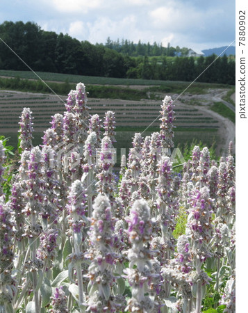 Rumzuya Rumzuya 7880902