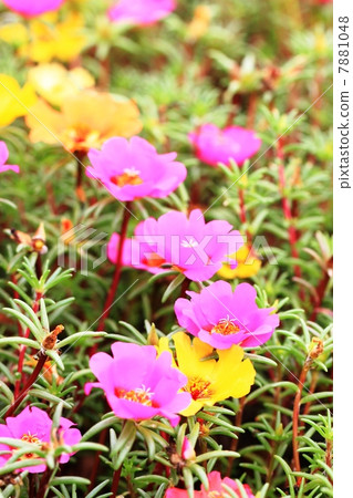 Matsuba Peony 7881048