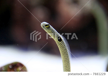Chinese eel 7881229