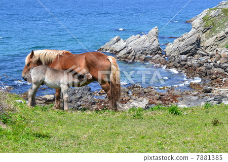 Parent and child of a cold horse 7881385