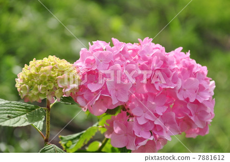 繡球 繡球 7881612