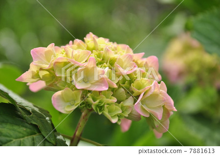 hydrangea hydrangea 7881613