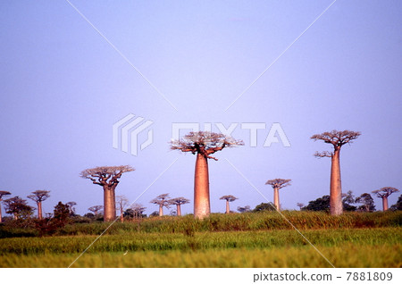 Baobab 7881809