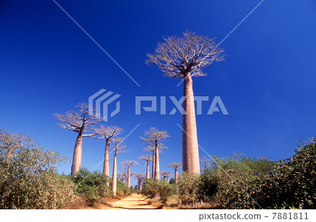 猴麵包樹公路 7881811