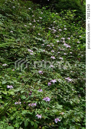 Community of lotus flower hemp 7881840