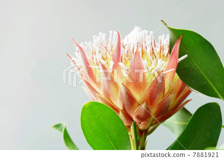 August Flower King Protea / Yamamogashiidae 03 7881921