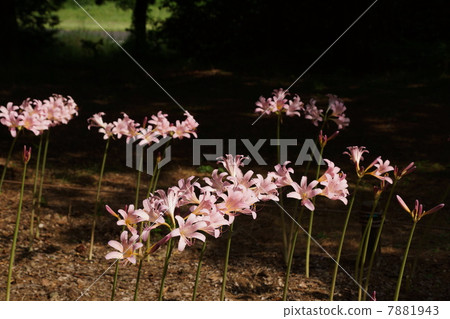 August flower Nutsuisen · Higanbana family 66 August flower Nutsuisen · Higanbana family 66 7881943