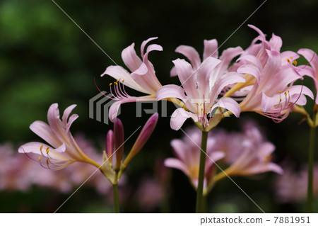 August flower Nutsuisen · Higambuna Department 58 7881951