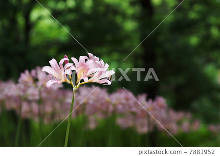 August flower Nutsuisen · Higanbana Department 57 August flower Nutsuisen · Higanbana Department 57 7881952