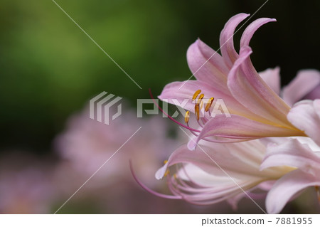 August Flower Nutsuisen · Higanbana Department 54 7881955