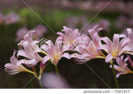 八月花Nutsuisen·Higanbana部門52 7881957