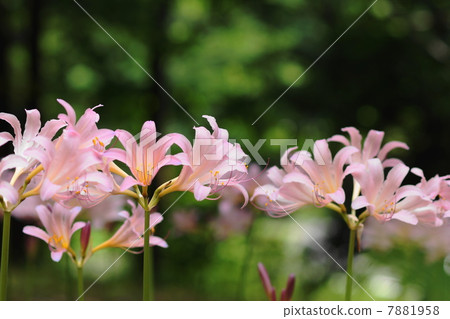 八月花Nutsuisen·Higanbana家庭51 7881958