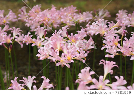 八月花Nutsuisen·Higanbana 50 7881959