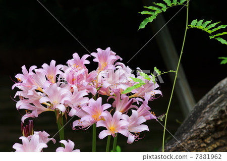 August Flower Nutsuisen · Higanbana 47 August Flower Nutsuisen · Higanbana 47 7881962