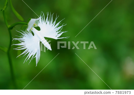 八月花卉系73 7881973