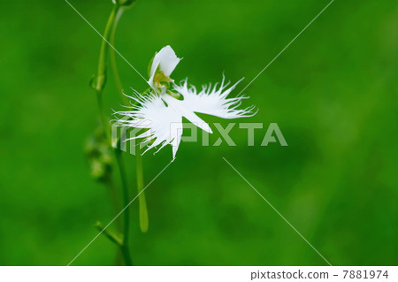 八月花Sagisou·蘭花系72 7881974