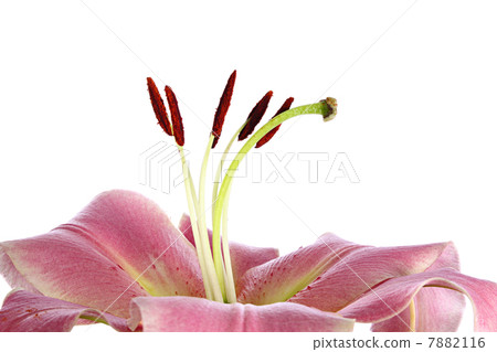 Lily 7882116
