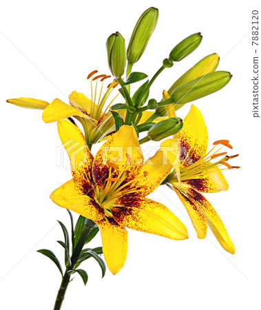 Yellow lilies 7882120