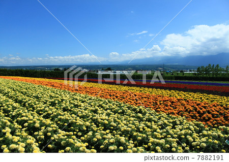 The flower garden of Farm Tomita The flower garden of Farm Tomita 7882191