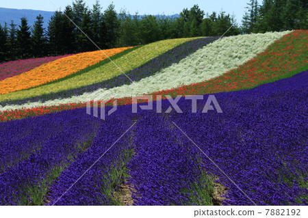 Lavender field of Farm Tomita Lavender field of Farm Tomita 7882192
