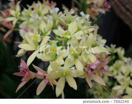 Epidendoramu Epidendoramu 7882240