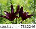 Black lily 7882246