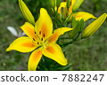 Unusual lilies with orange in yellow 7882247