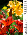 Lily and dragon of red and orange 7882248