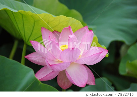 蓮花 蓮花 7882715