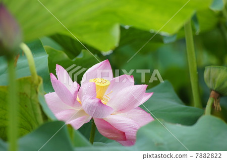 Lotus flower Lotus flower 7882822