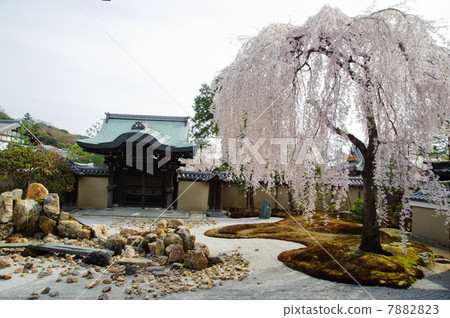 Kyoto's Kodaiji Temple Cherry Blossoms Kyoto's Kodaiji Temple Cherry Blossoms 7882823