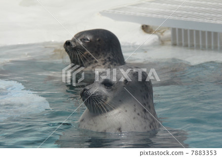 哈蒙密封 7883353