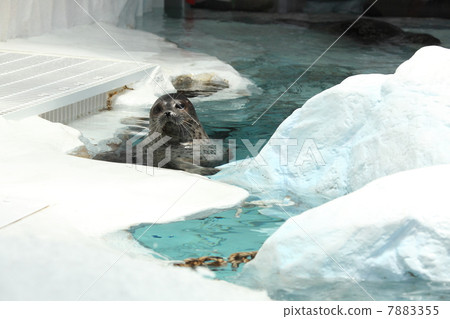 哈蒙密封 7883355