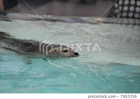 哈蒙密封 7883356